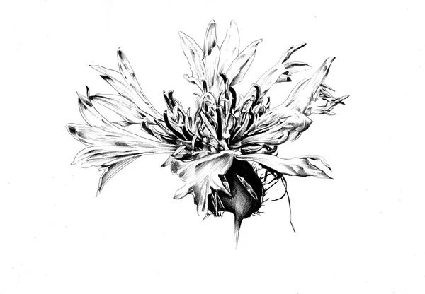 Σχέδιο σκίτσο τέχνης λουλουδιών — Φωτογραφία Αρχείου