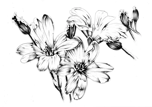 Flower drawing sketch art — Stock Photo, Image