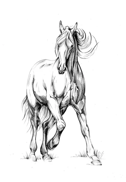 Dessin de cheval croquis art — Photo