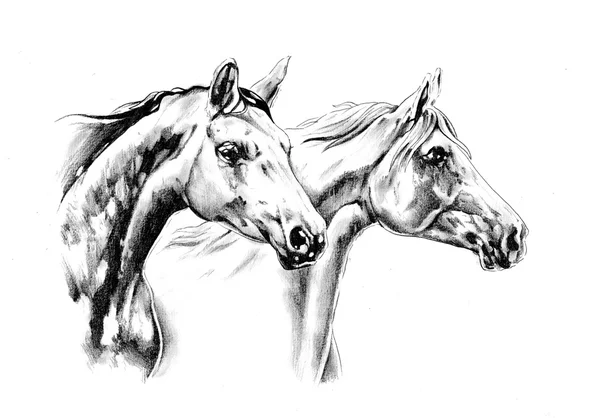 Desenho de cavalo esboço arte — Fotografia de Stock