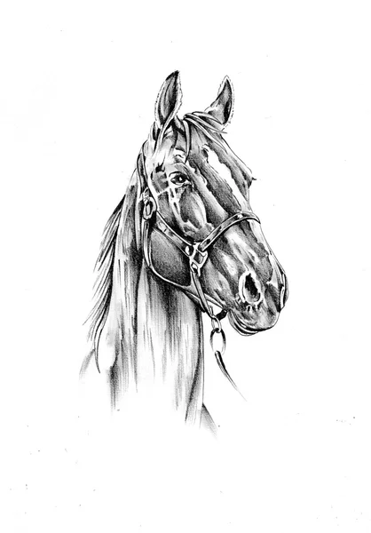 Disegno a cavallo schizzo arte — Foto Stock