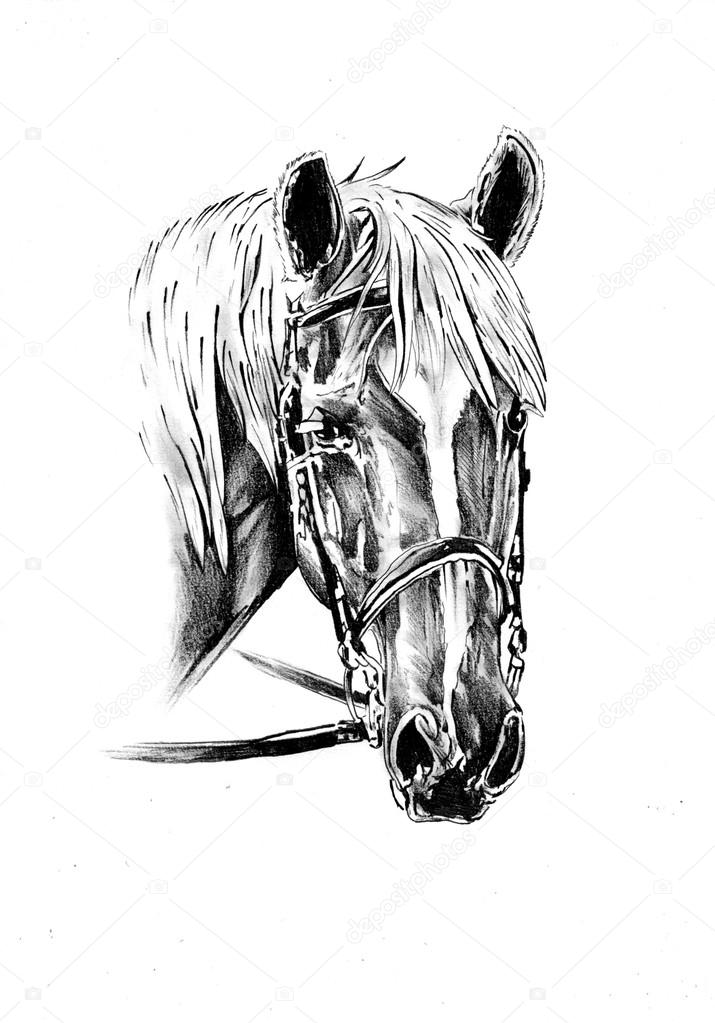 Pin de Mihaela em Horse sketches em 2023  Arte cavalo, Cavalo desenho,  Esboço cavalo
