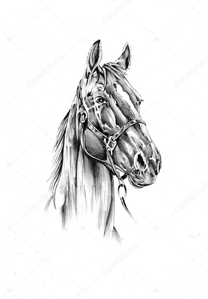 Desenho De Lápis Da Cabeça De Cavalo Ilustração Stock