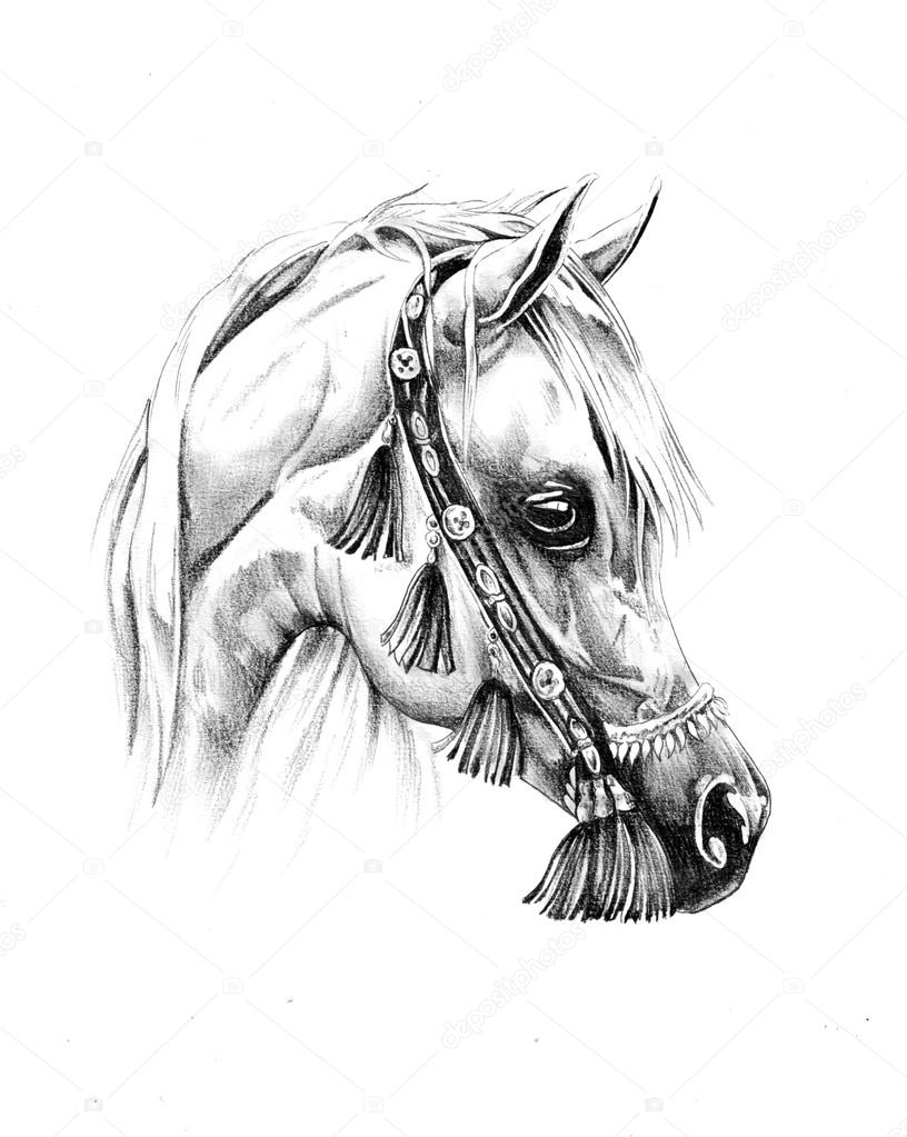 Pin de Mihaela em Horse sketches em 2023  Arte cavalo, Cavalo desenho,  Esboço cavalo