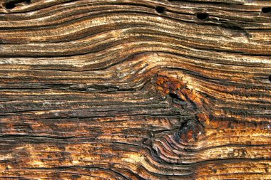 Wood texture old hdr