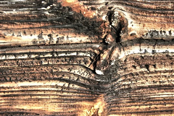 Текстура дерева старий hdr — стокове фото