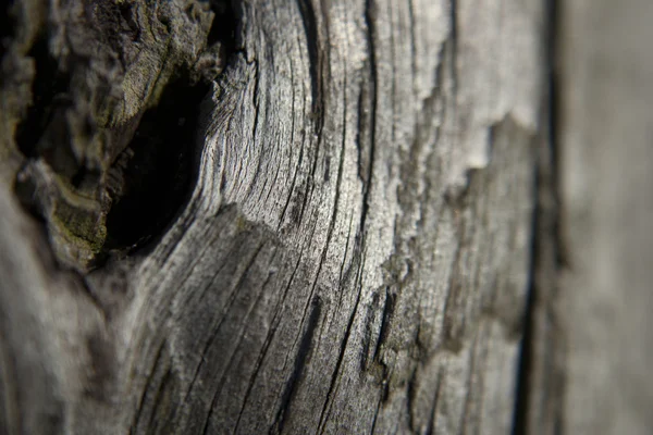 Textura de madera vieja — Foto de Stock