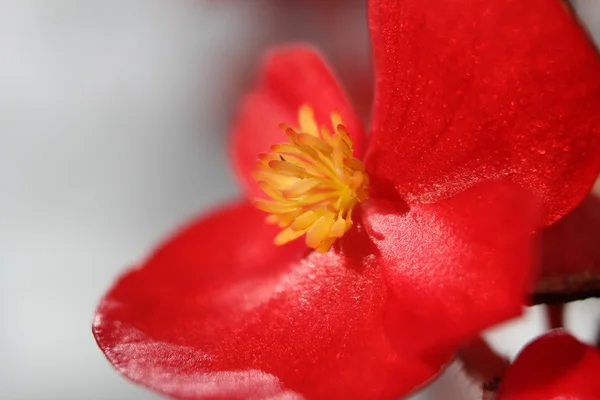 Όμορφα λουλούδια σουτ μακροεντολή — Φωτογραφία Αρχείου