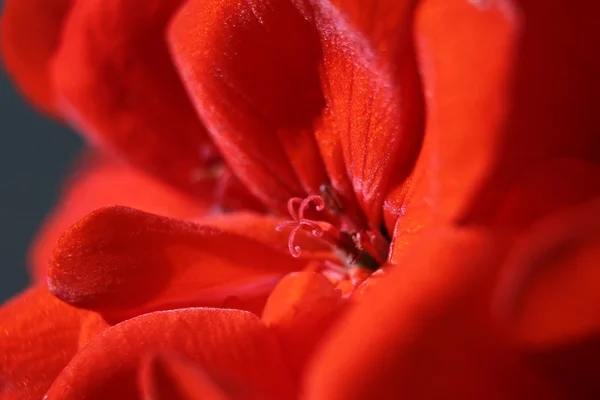 Belles fleurs Macro Shot — Photo