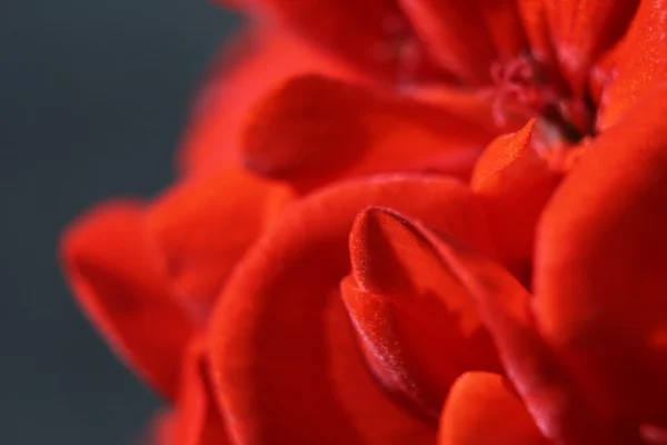 Gyönyörű virágok makró lövés — Stock Fotó