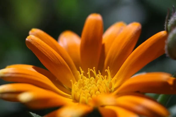 Hermosas flores Macro Shot —  Fotos de Stock