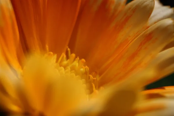 Hermosas flores Macro Shot —  Fotos de Stock