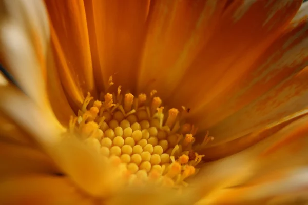 Mooie bloemen macro schot — Stockfoto