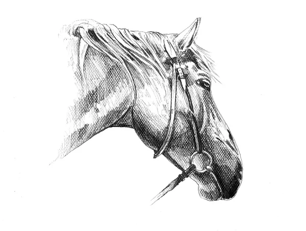 Disegno a matita testa di cavallo a mano libera — Foto Stock