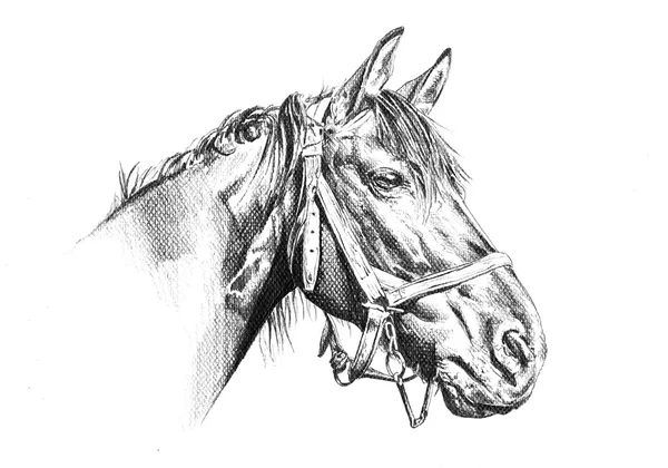 Dibujo a mano alzada cabeza de caballo lápiz —  Fotos de Stock