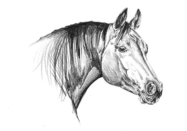 Tête de cheval à main levée dessin au crayon — Photo