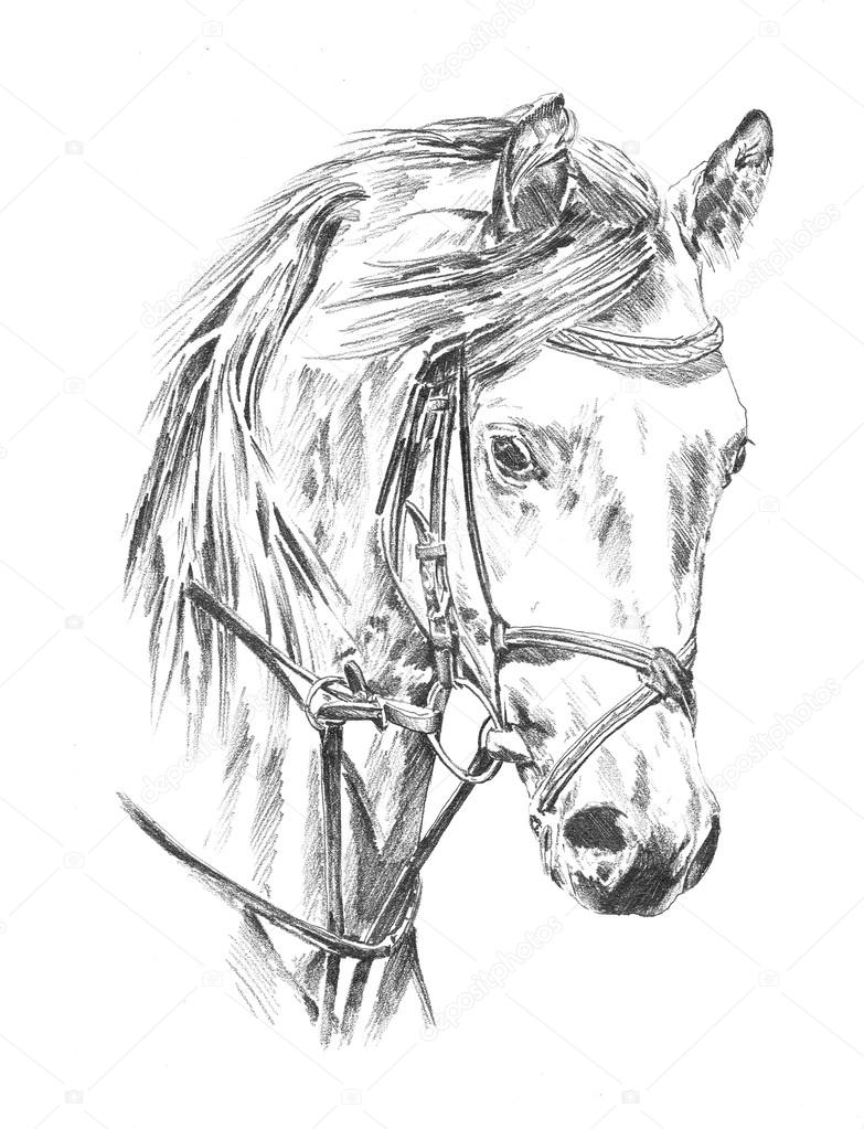 caballo  Horse art drawing, Horse drawings, Pencil art drawings