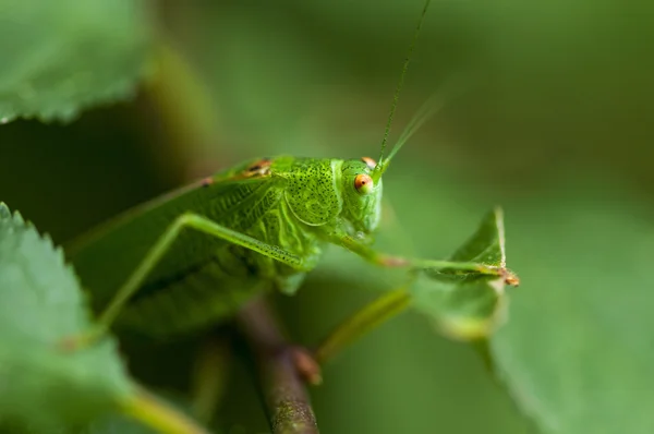 Green Cricket Grasshopper — Stock Photo, Image