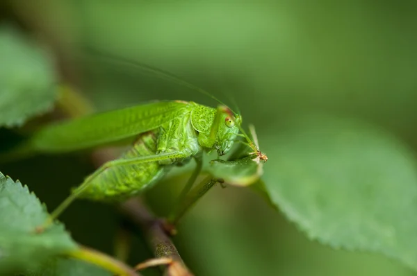 Green Cricket Grasshopper — Stock Photo, Image