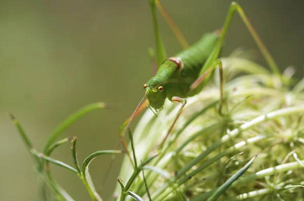 Green Cricket Grasshopper — Stock Photo, Image