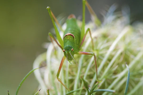 Grillo verde Grasshopper — Foto de Stock