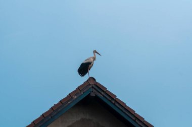 Çatıda oturan beyaz leylek (Ciconia ciconia). Kırsal alan.