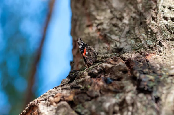 Close-up of a butterfly resting on a tree