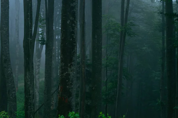 View Dark Forest Fog Trees — Stock Photo, Image