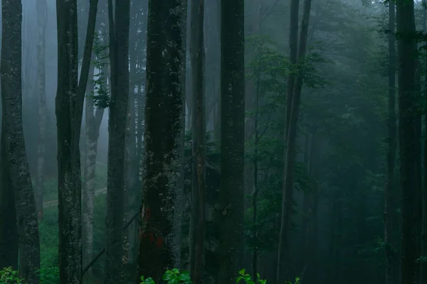 Θέα Ενός Σκοτεινού Δάσους Ομίχλη Ανάμεσα Στα Δέντρα Royalty Free Φωτογραφίες Αρχείου