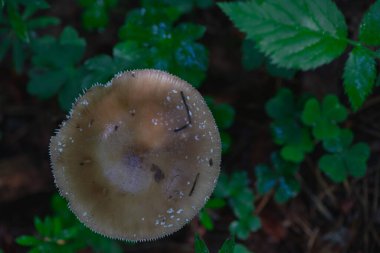 Ormanda bir mantarın yakın çekimi. Üst görünüm.