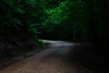 Karanlık bir ormanda boş bir patika.