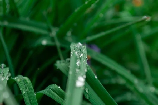 Gros Plan Rosée Matinale Sur Herbe Verte Matin — Photo