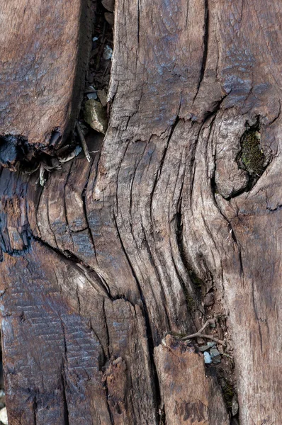 Gros Plan Une Traverse Chemin Fer Bois Endommagée Cassée — Photo