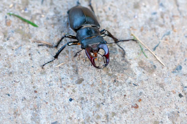 Close Stag Beetle Walking Ground — Stock Photo, Image