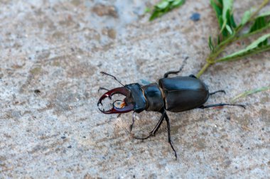 Yerde yürüyen bir geyik böceğinin yakın çekimi..
