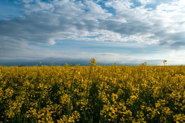 Kolza tohumu tarlası manzarası. Mavi gökyüzüne karşı sarı çiçekler.