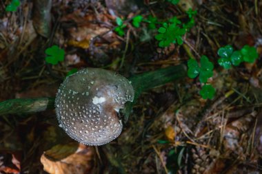 Ormanda bir mantarın yakın çekimi. Üst görünüm.