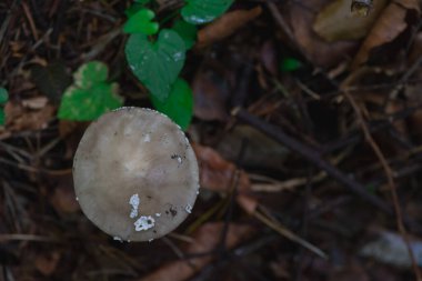 Ormanda bir mantarın yakın çekimi. Üst görünüm.