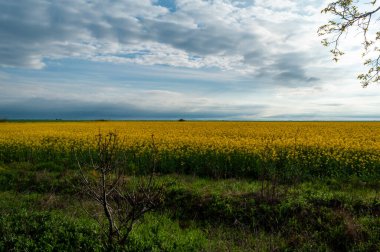 Kolza tohumu tarlası manzarası. Mavi gökyüzüne karşı sarı çiçekler.