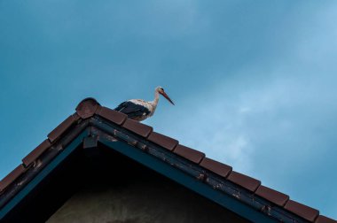 Çatıda oturan beyaz leylek (Ciconia ciconia). Kırsal alan.