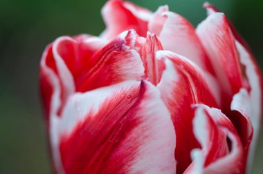 Kırmızı ve beyaz laleye yakın çekim