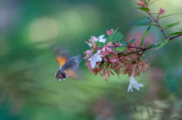 Zbliżenie Koliber Jastrząb Ćma Zbieranie Pyłek — Zdjęcie stockowe