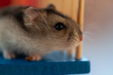 Yiyecek arayan meraklı bir hamsterın yakın çekimi.