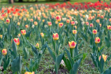 Arka planda çiçek tarlası olan sarı kırmızı bir lale.