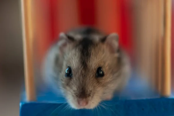 Närbild Nyfiken Hamster Söker Mat — Stockfoto