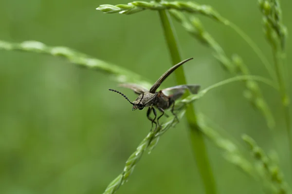 Bugg på gräs — Stockfoto