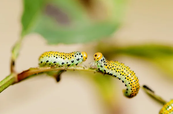 Yellow caterpillar intersection — Stock Photo, Image