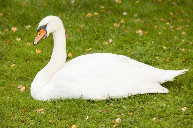 Kuğu ve Lake Bled olan