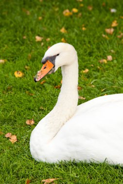 Kuğu ve Lake Bled olan