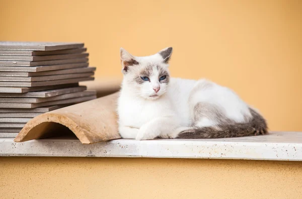 Gatti-katter-Felino — Stockfoto